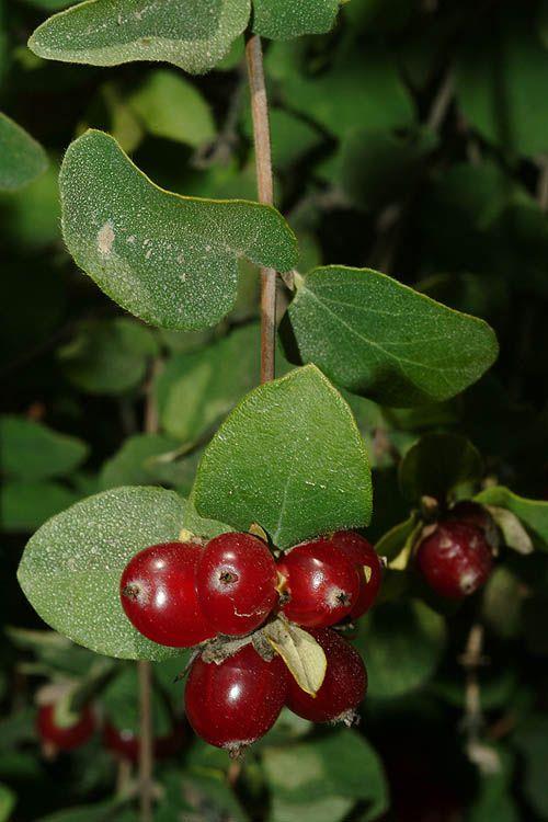 Lonicera caucasica - יערה קווקזית, יערה קווקזית