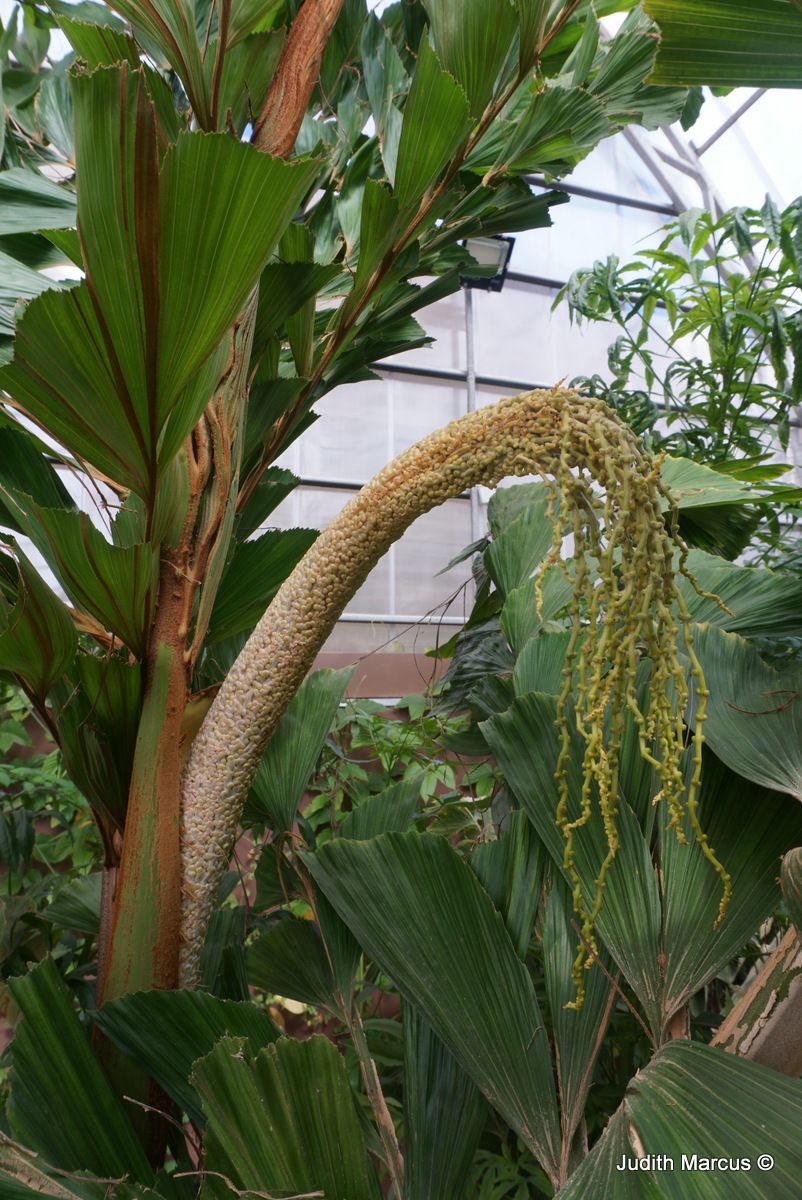 Caryota maxima 'Himalaya' - Himalayan Fishtail Palm, Mountain Fishtail Palm , קריוטה גדולה 'הימלאיה', קריוטה