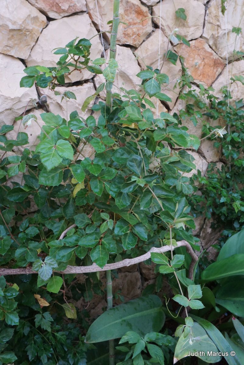 Cissus alata - Arabian Wax Cissus, Peruvian Grape Ivy, קיסוסן מעוין, קיסוסן מעוין, קיסוסן עגול-עלים