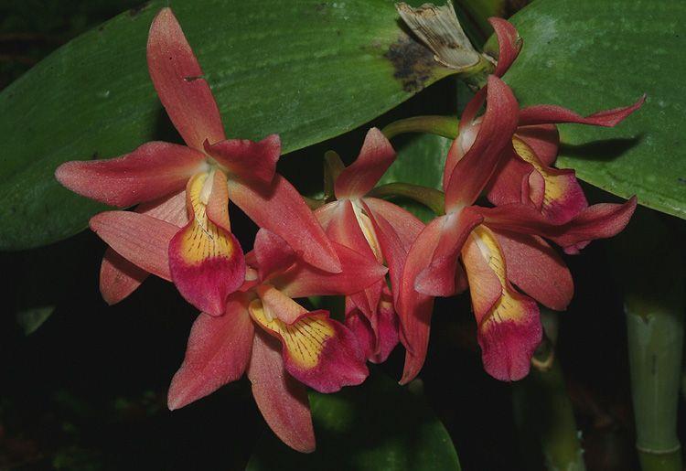 Guarianthe × guatemalensis - גוריאנתה גוואטמלית, קטליית סקינר