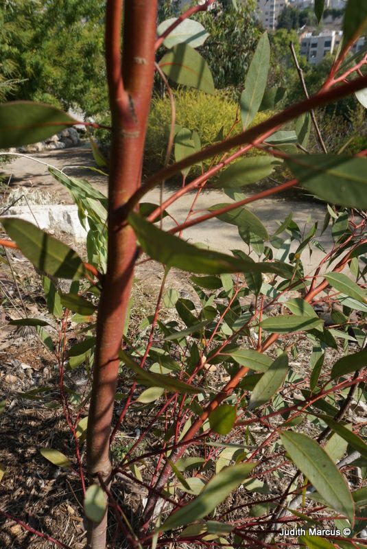 Eucalyptus salmonophloia - Salmon Gum, איקליפטוס ורוד-קליפה, איקליפטוס ורוד-קליפה