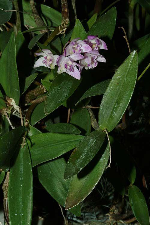 Dendrobium kingianum - Pink Rock Orchid, Captain King's Dendrobium, דנדרוביום קינג