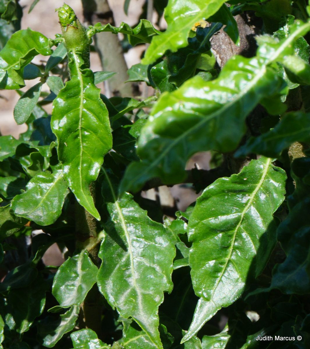 Gardenia volkensii subsp. spathulifolia - Bushveld Gardenia, גרדניה טרנסוואלית תת-מין מריתי, גרדניה טרנסוואלית תת-מין מריתי, גרדניה מריתית