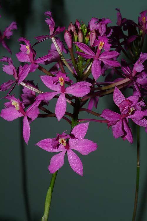 Epidendrum ibaguense - Reed-stem Epidedrum, Poor Man's Orchid, Crucifix Orchid, אפידנדרון איבגווה, אפידנדרון איבגואנזי