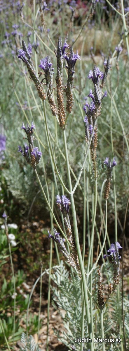 Lavandula pinnata - Pennata Lavender, Jagged lavender, אזוביון מנוצה, אזוביון מנוצה