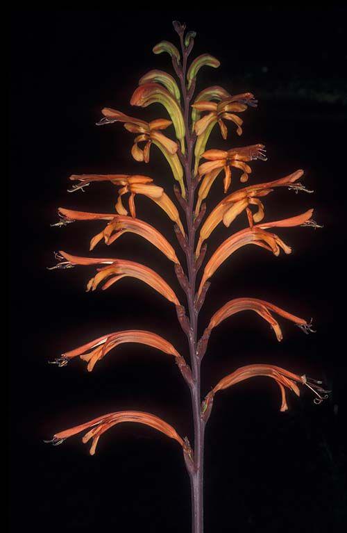 Chasmanthe floribunda var. floribunda - Greater Cobra Lily , כסמנתה פרחונית זן רב-פרחים, כסמנתה פרחונית זן רב-פרחים