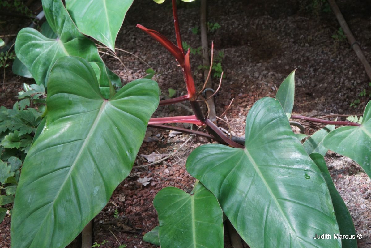 Philodendron erubescens 'Red Emerald' - Red-leaf Philodendron, Blushing Philodendron, 'Red Emerald' Philodendron, פילודנדרון מאדים 'רד אמרלד', פילודנדרון מאדים