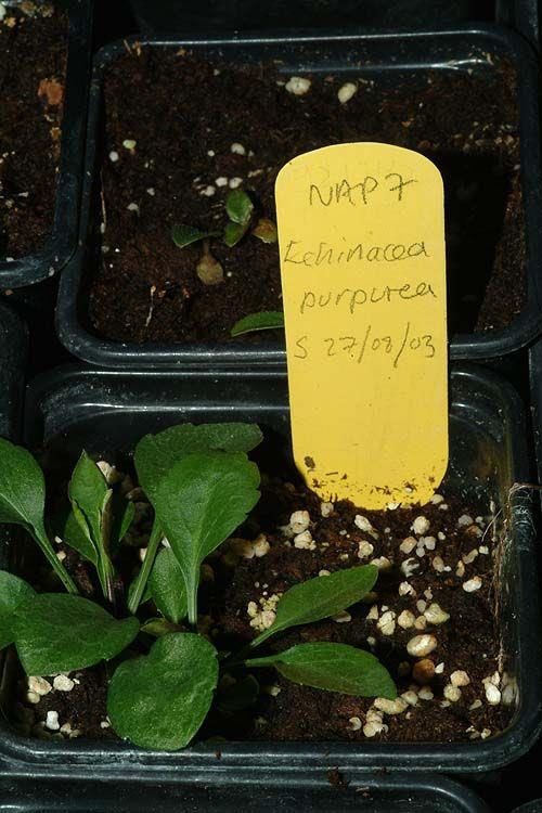 Echinacea purpurea 'White Swan' - White Coneflower, קיפודנית ארגמנית 'וייט סוון', קיפודנית ארגמנית 'וייט סוון'