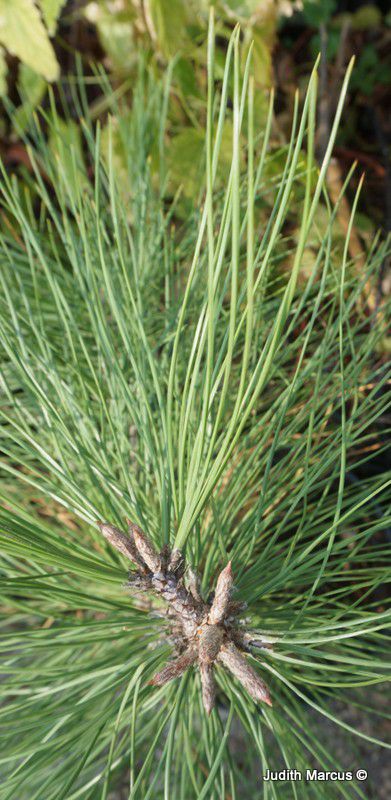 Pinus flexilis - Limber Pine, אורן גמיש