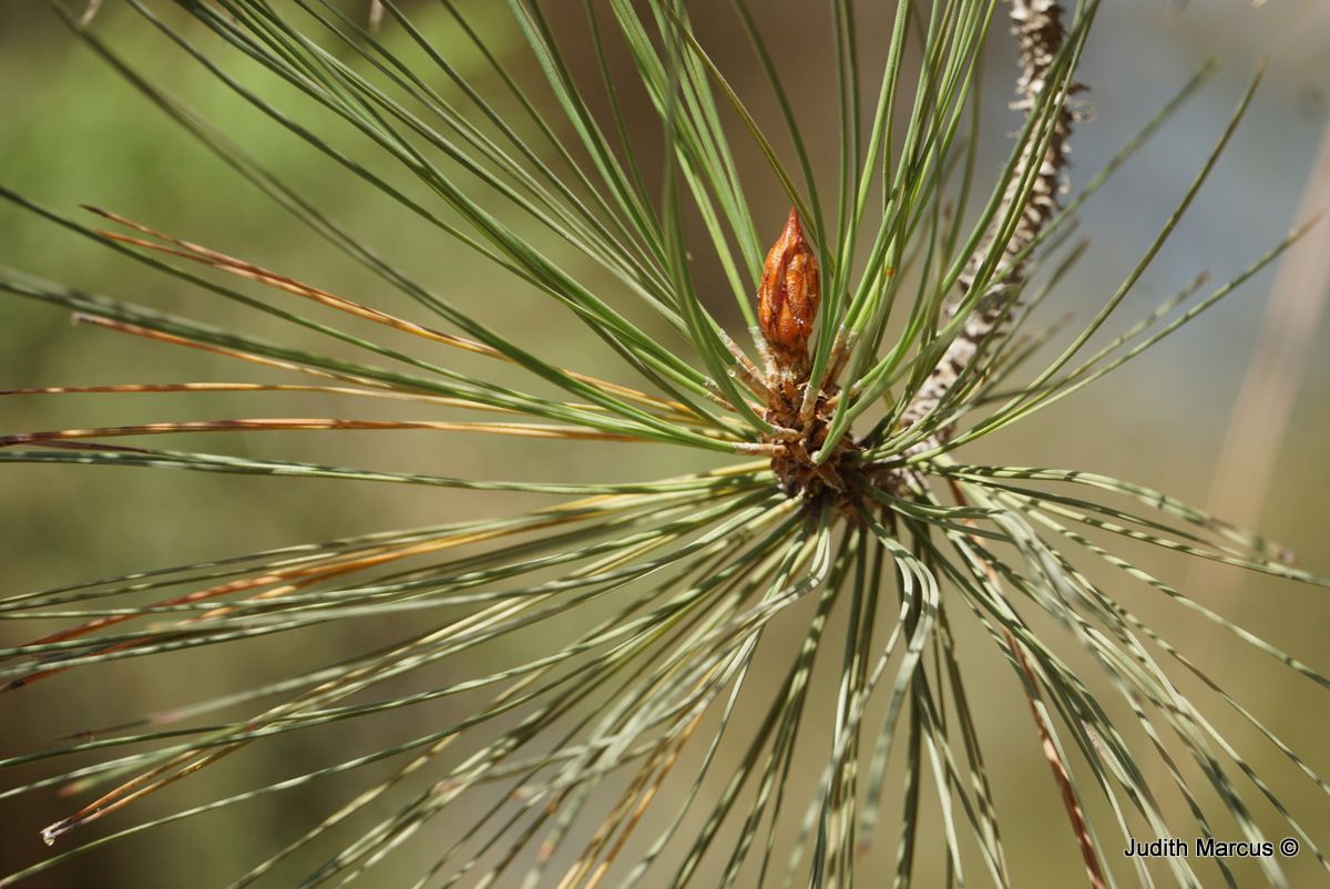 Pinus radiata - Monterey Pine, Radiata Pine, Insignis Pine, Himalayan Pine, אורן מקרין, אורן מקרין