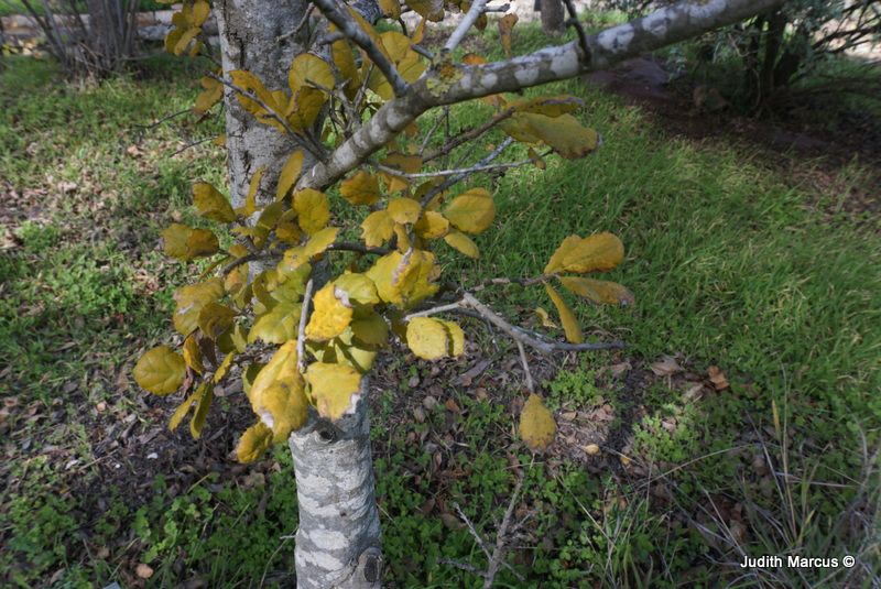 Quercus agrifolia - Coast Live Oak, California Live Oak, אלון ירוק-עד, אלון ירוק-עד