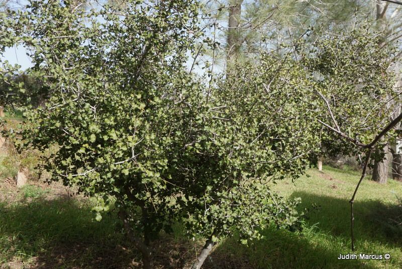 Quercus palmeri - Desert Aak, Palmer's Oak, Scrub Oak, אלון פלמר, אלון פלמר, אלון דון