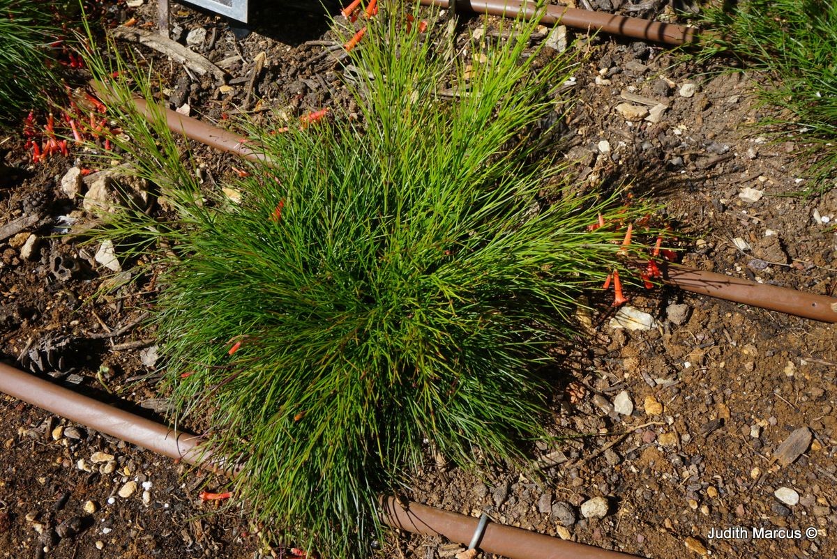 Russelia equisetiformis - Firecracker Plant, Coral Plant, Coralblow, Fountain Plant, רוסליה שבטבטית, רוסליה שבטבטית