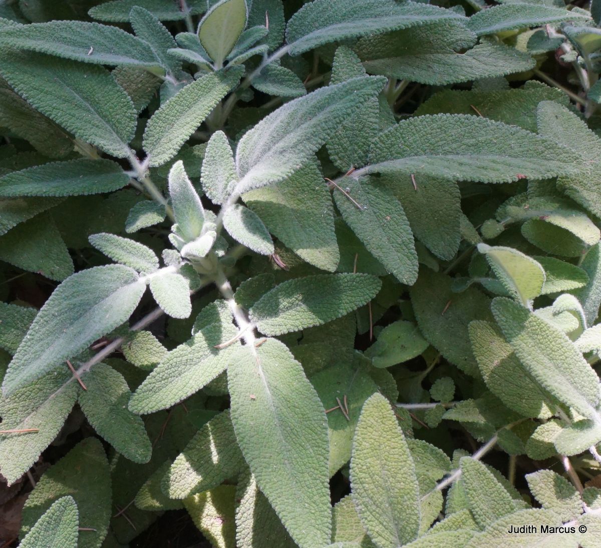 Salvia interrupta - מרווה פסוקה, מרווה פסוקה | The Jerusalem Botanical ...