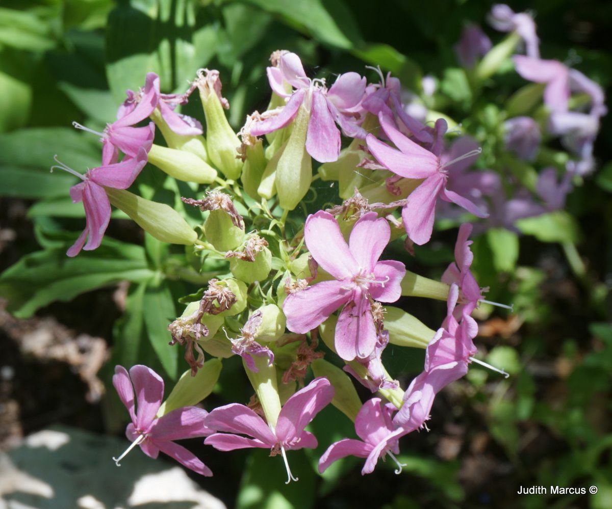 Saponaria officinalis - Bouncing Bet, Common Soapwort, בורית רפואית, בורית רפואית