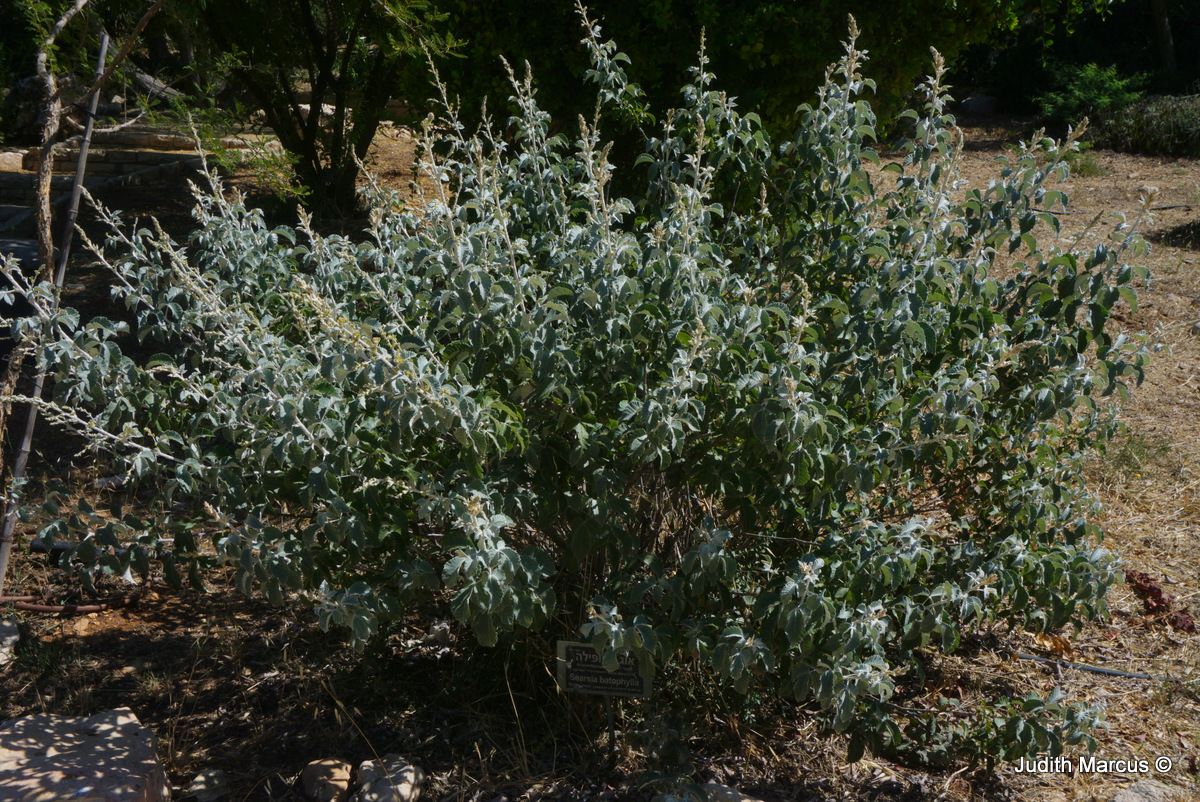 Searsia batophylla - Bramble Currant, Redberry Rhus, Grey Rhus, Red-berry Grey Karee, אוג החפים