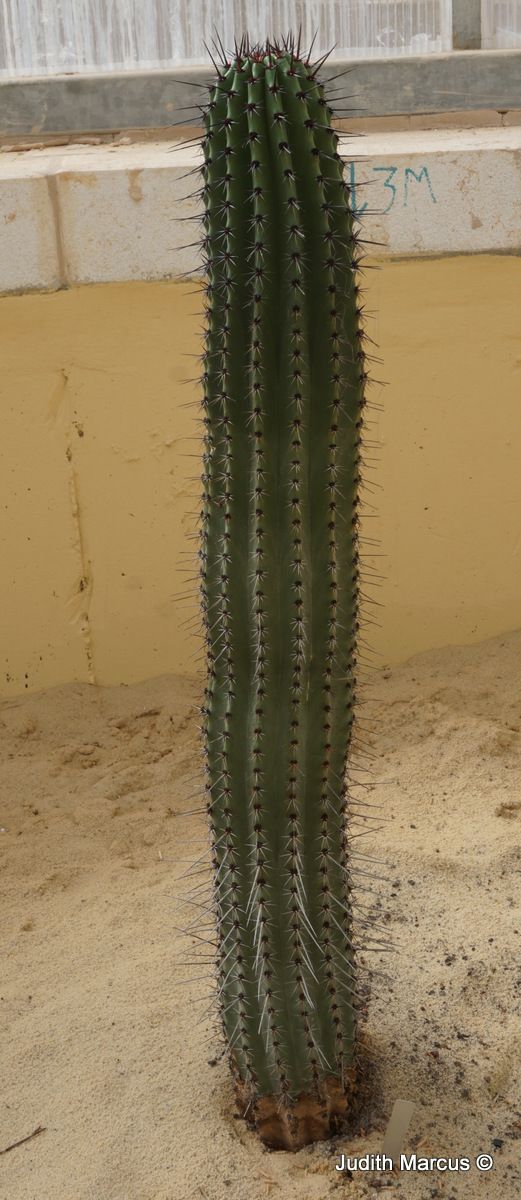 Stenocereus thurberi - Organ Pipe Cactus , סטנאוקראוס תורבר