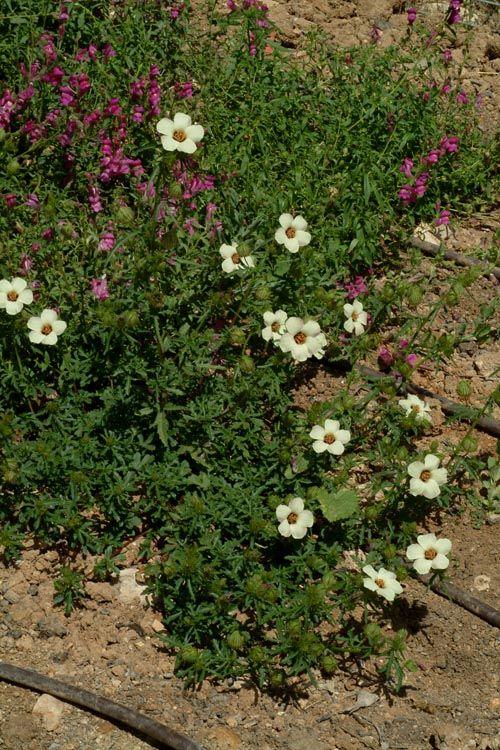 Hibiscus trionum - Flower-of-an-hour, Bladder Ketmia, היביסקוס משולש, היביסקוס משולש