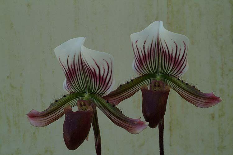 Paphiopedilum × maudiae - אנפילאי מאווד, אנפילאי מאווד
