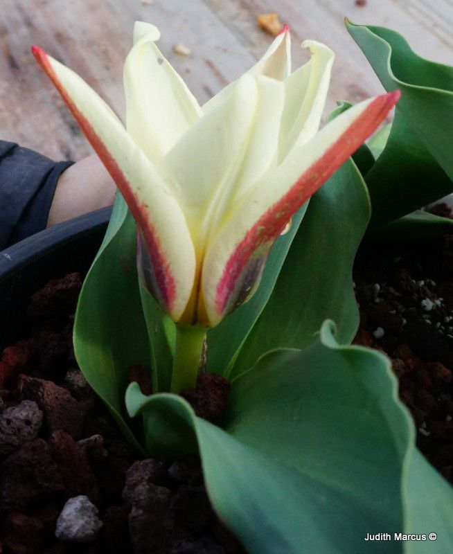 Tulipa (Kaufmanniana Group) 'Ancilla' - צבעוני קאופמן 'אנסילה', 'צבעוני 'אנסילה