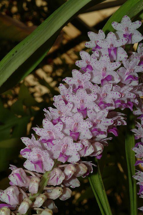 Rhynchostylis retusa - Foxtail Orchid