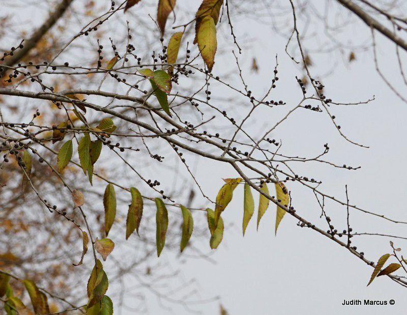 Ulmus minor subsp. canescens - Grey Elm, Grey-leafed Elm, Hoary Elm, אולמוס שעיר, אולמוס שעיר, בוקיצה שעירה