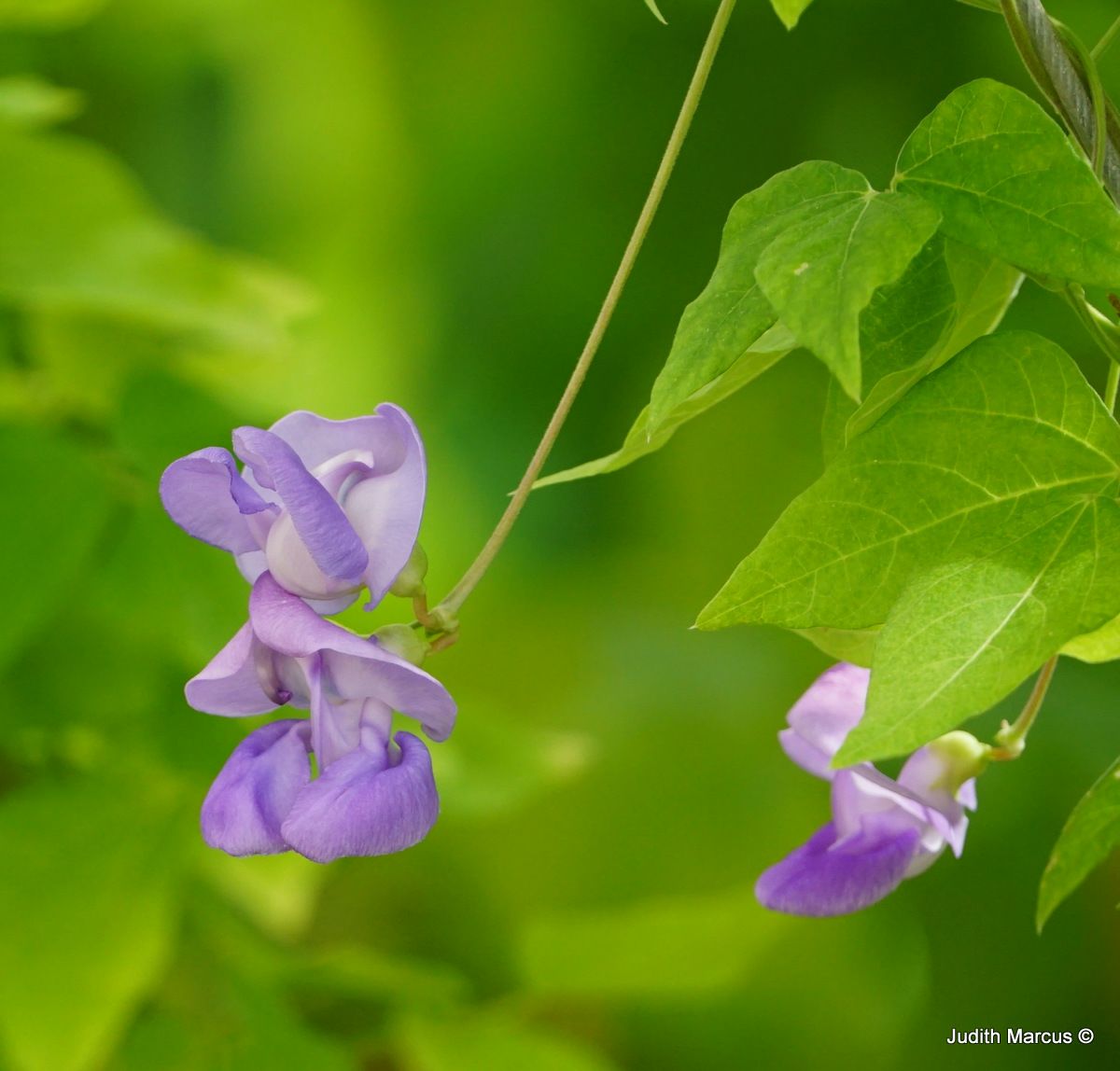 Vigna caracalla Corkscrew Vine, Climbing Shell Vine, Snail Creeper