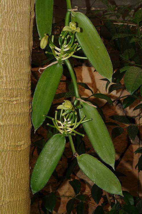 Vanilla planifolia - Flat-leaved Vanilla, שנף ישר-עלים, שנף ישר-עלים