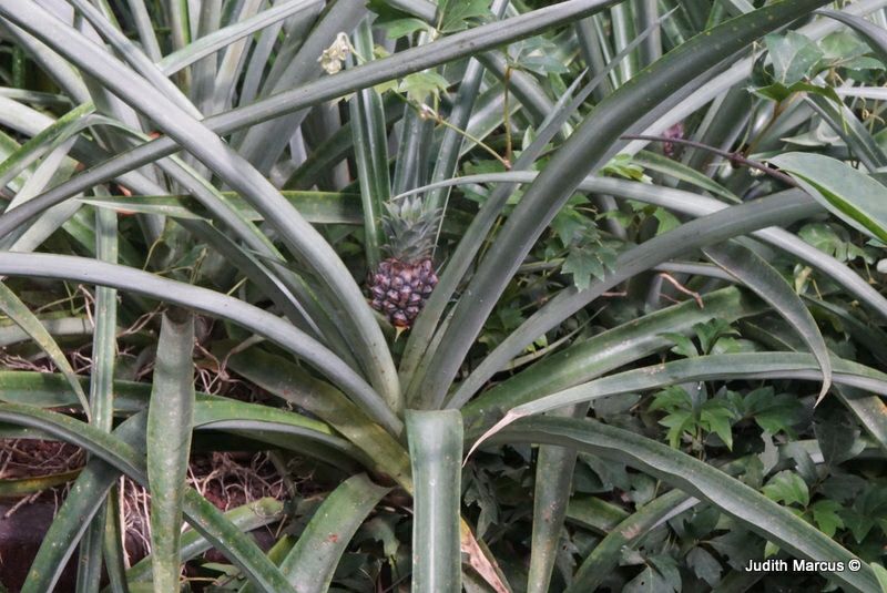 Ananas comosus - Common Pineapple Plant, אננס מצויץ, אננס מצויץ