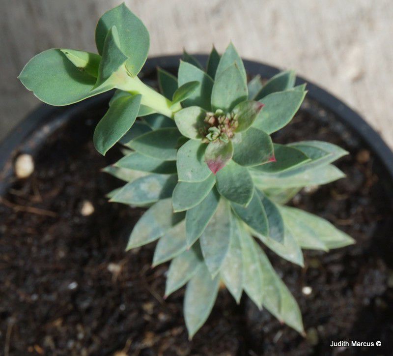 Euphorbia myrsinites - Creeping Spurge, Donkey Tail, חלבלוב הדסי
