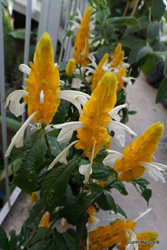 Pachystachys lutea - Lollipop Plant, Golden Shrimp Plant, עב-שיבולת צהוב, עב-שיבולת צהוב