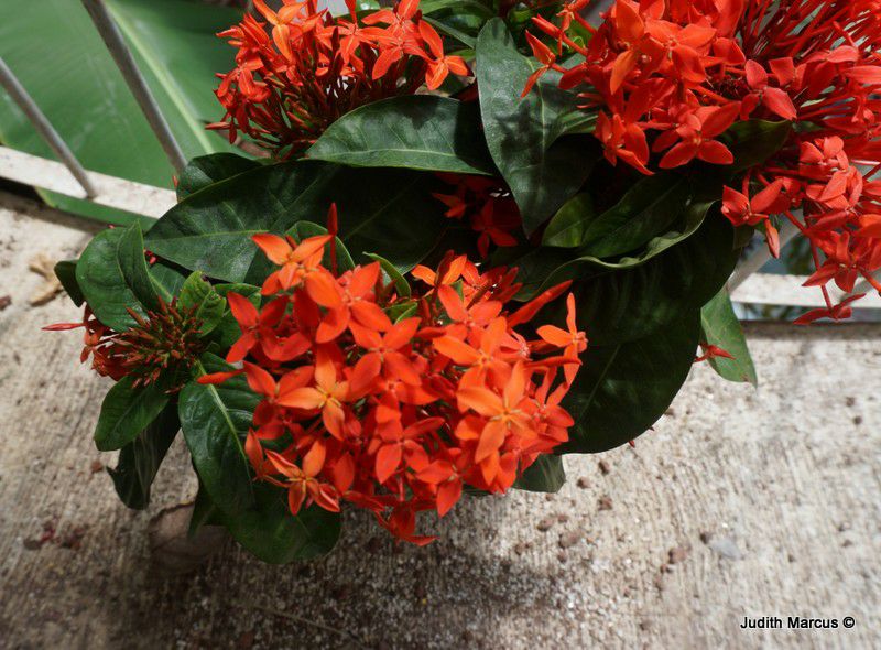 Ixora coccinea - Jungle Geranium, Flame of the Woods, Jungle Flame, Ixora, איקסורה אדומה, איקסורת אדומה
