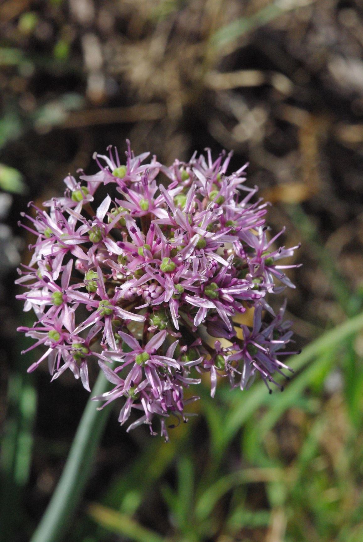 Allium tel-avivense - Tel-Aviv Garlic, שום תל-אביבי, שום  תל-אביבי