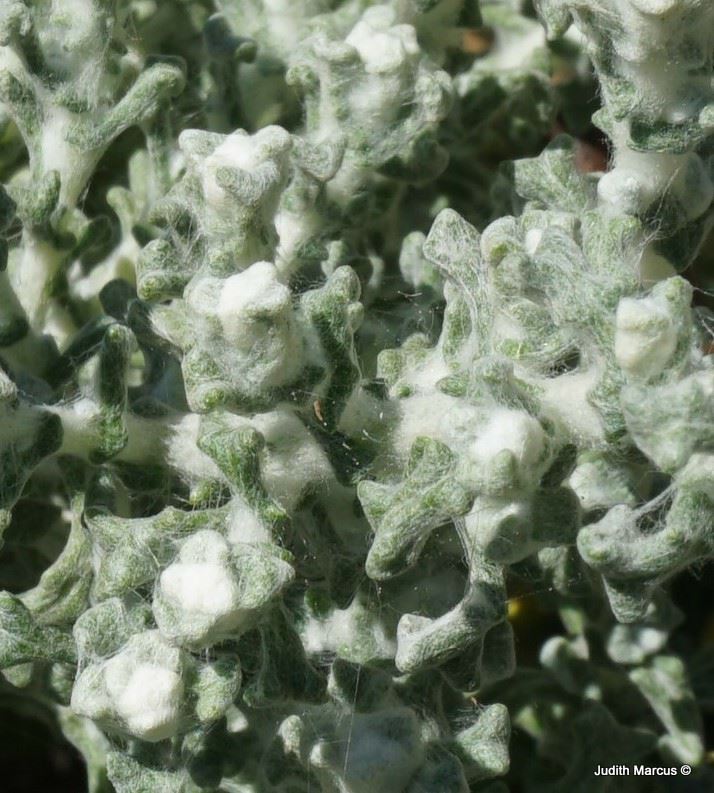 Helichrysum patulum - דם-המכבים המפושק, דם-המכבים המפושק