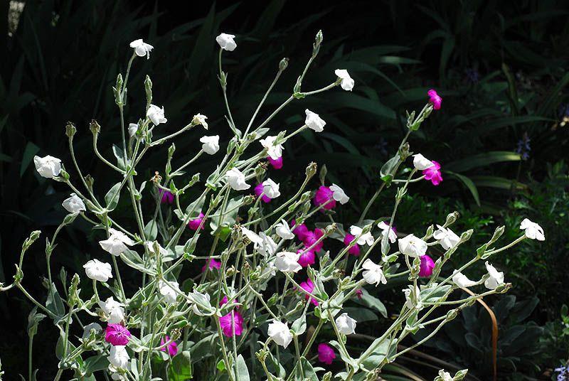Silene coronaria 'Alba' - White Rose Campion, White Mullein-pink, Dusty Miller, ציפורנית עטורה 'לבן', ציפורנית עטורה 'לבן'