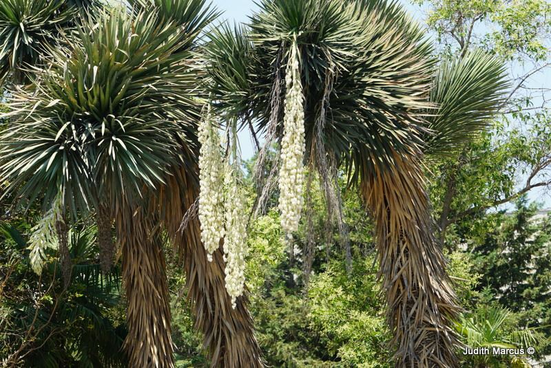 Yucca aloifolia - Dagger Plant, Spanish Bayonet, יוקה אלוואית, יוקה אלואית, יוקת אלווואית