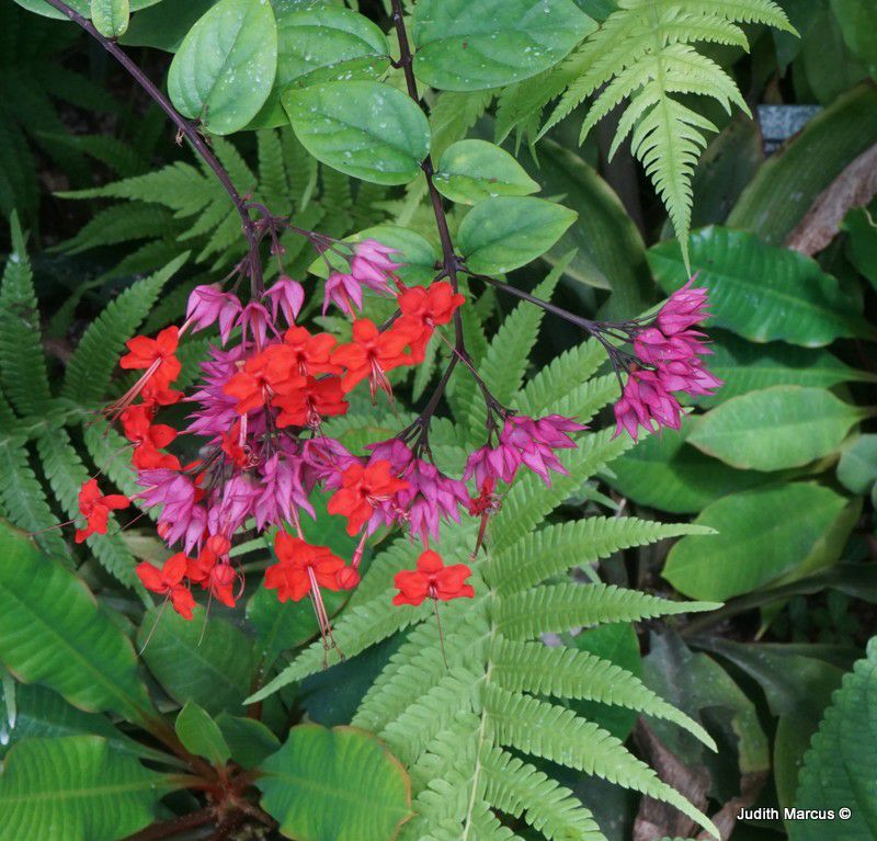 Clerodendrum × speciosum - Java Glory Bean Pagoda Flower, Java Glory Vine, Heart Vine, קלרודנדרון נאה, קלרודנדרון נאה