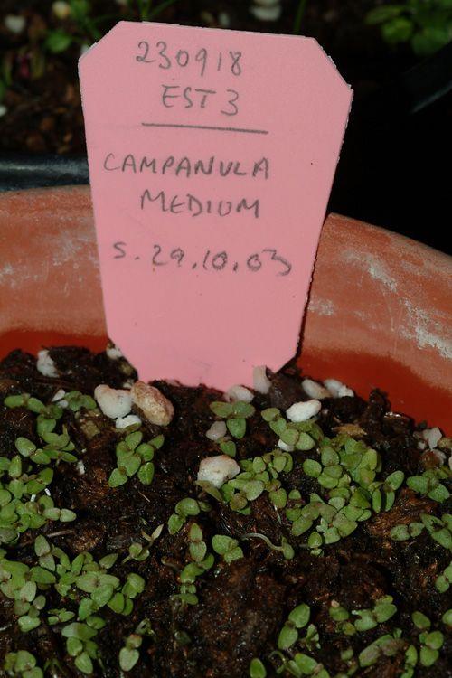 Campanula medium - Canterbury Bells, פעמונית בינונית, פעמונית בינונית