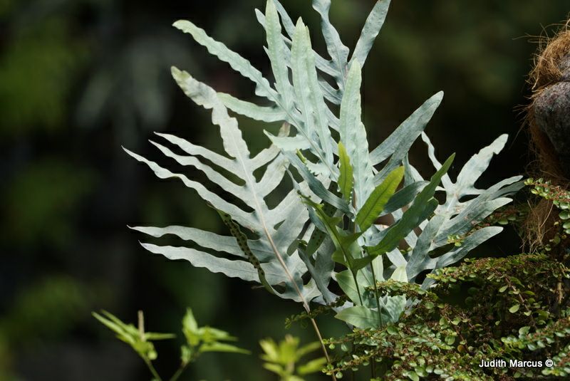 Phlebodium aureum - Bear’s Paw Fern, Golden Polypody, Golden Serpent