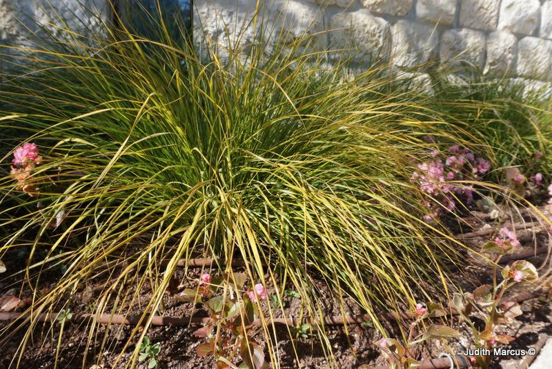 Anemanthele lessoniana - New Zealand Wind Grass, Pheasant's Tail Grass, אנמנתלת לסון, מלעניאל לֶסון, אנמנתלת לסון