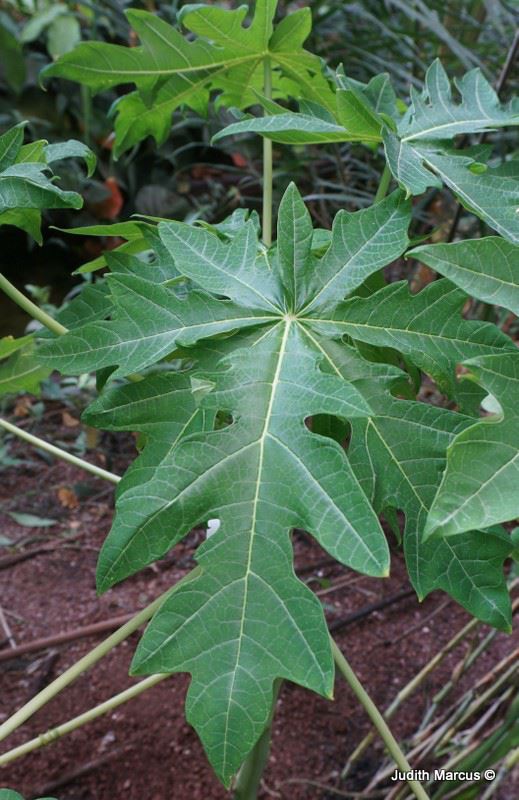 Carica papaya