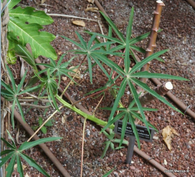 Manihot esculenta - Cassava, Yuca, Mogo, Manioc, מניהוט מצוי