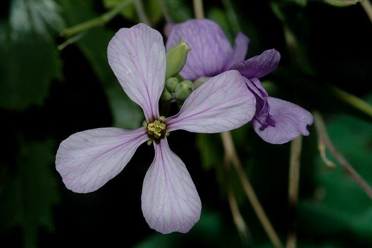 Moricandia arvensis - Purple Mistress, מוריקנדית השדות, מוריקת השדות, מוריקנדית השדות, מוריקת השדות