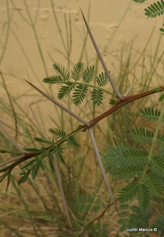 Acacia raddiana - Twisted Acacia, שיטה סלילנית, שיטה סלילנית