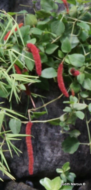 Acalypha hispida - Red Hot Cat's Tail, Chenille Plant, אקליפה זעירה, אקליפה זעירה