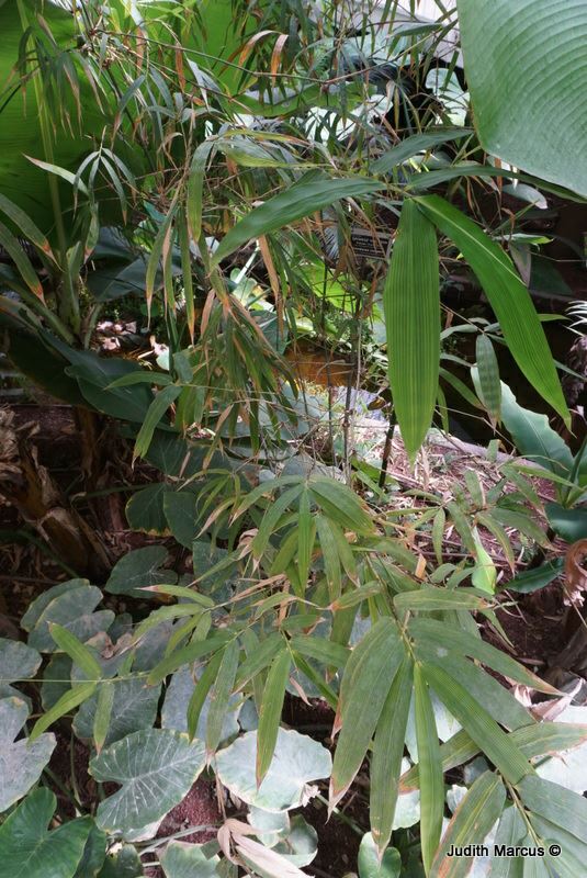 Bambusa vulgaris - חזרן מצוי