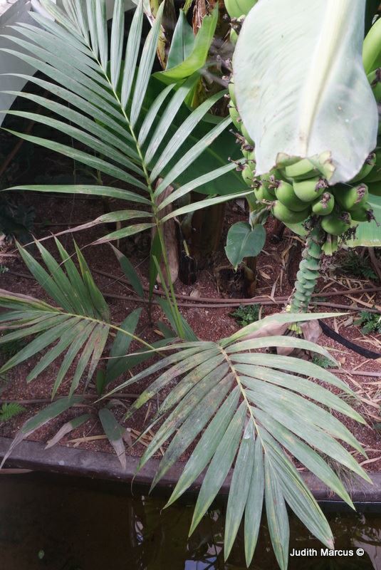 Carpoxylon macrospermum - Carpoxylon Palm, Aneityum Palm, קרפוקסילון גדול-זרע