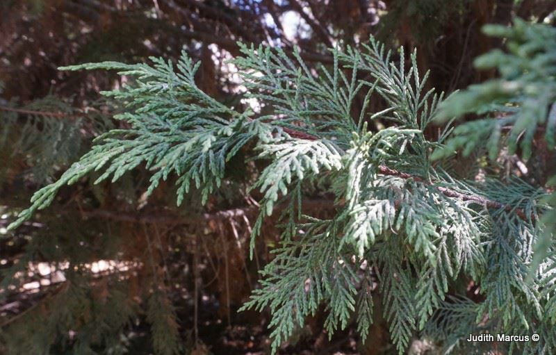 Chamaecyparis lawsoniana - Lawson Cypress,Lawson's False Cypress, Port Orford Cedar, Ginger Pine, ברושית לאוסון, ברושית לאוסון