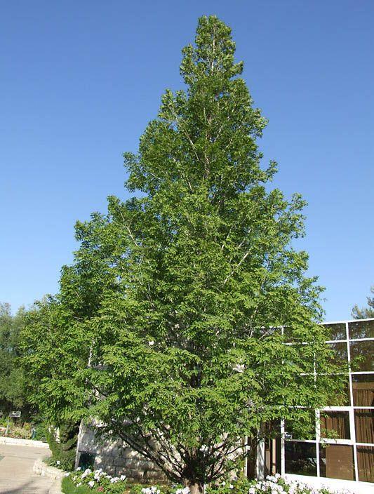 Metasequoia glyptostroboides - Dawn Redwood, מטסקוויה סינית, מטסקוויה  נשירה
