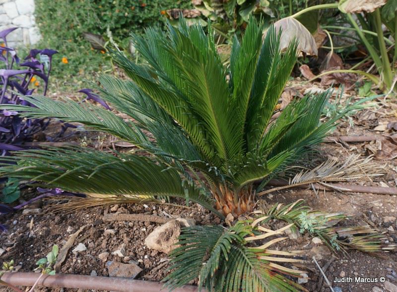 Cycas revoluta - King Sago Palm, Japanese Sago Palm, ציקס מופשל, ציקס מופשל